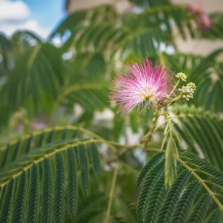 Le Flamboyant - Confort & Rarete - Premium *