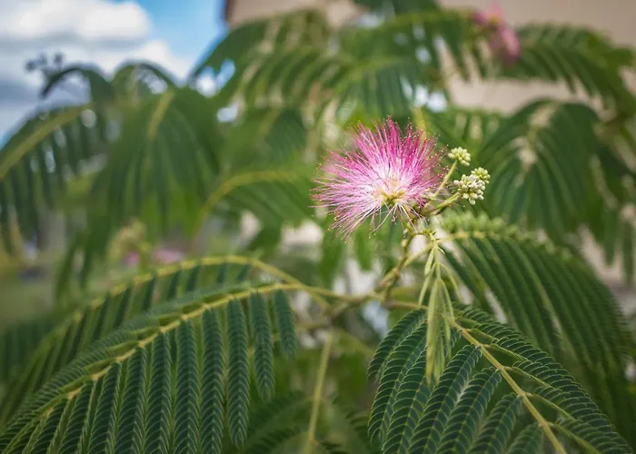 Le Flamboyant - Confort & Rarete - Premium *